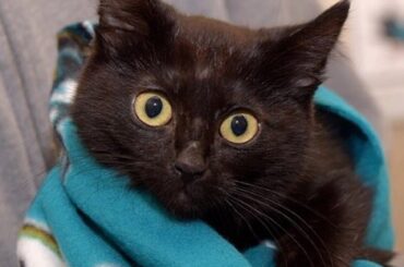 Accueillez les dernières nouvelles sur Jo Paw-velski sur LNH.com. #BlackCatoftheTank # ...