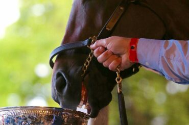 Un peu de chance pour le cheval Nyquist aujourd'hui. #Neighquist #KyDerby #StanleyCup ...