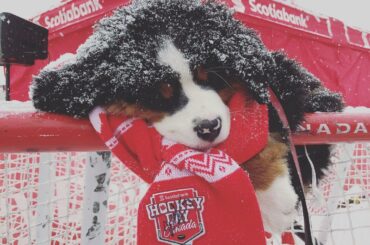 Chaque bon garçon peut aller à #HockeyDay ....