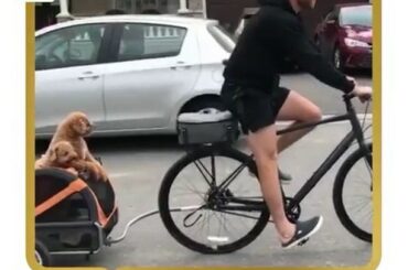 La campagne pour Best Dog était FIERCE. Mais vous avez voté et @ 28cgiroux's labradoo ...