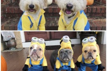 Joyeux Halloween des chiens de la LNH! Quel chiot avait le meilleur costume? Commen ...