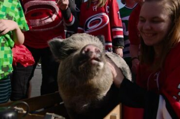 Les fans de @nhlcanes vont au jambon au hayon la nuit dernière! #Coupe Stanley...