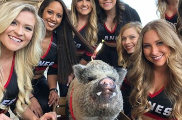Hamilton le cochon, quelle légende! #Coupe Stanley...