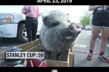 Hamilton the Pig et la foule de sa ville natale poussent les @nhlcanes à la victoire pour forcer # ...