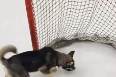 Je dois mettre les chiots au filet. #StanleyCup #MyPlayoffsMoment (@imbluethesiberian) ...