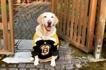 Bowie, le meilleur garçon de @nhlbruins est prêt pour le premier match de ce soir! #StanleyCup #MyP ...