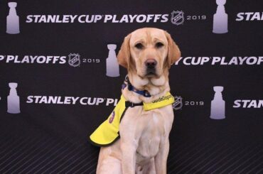 "Ce sont les séries éliminatoires #StanleyCup, nous ne pouvons pas nous attendre à ce qu'ils se retournent!" (@ny_i ...