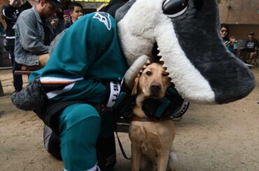 Les chiens sont des amis, pas de la nourriture, @officialsjsharkie ... #StanleyCup ...