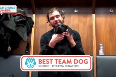  GOOD BOY ALERT @senators chiot @rookiethesenspup est nominé pour le meilleur chien d'équipe! ...