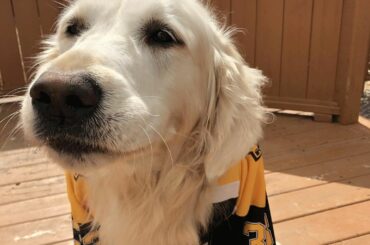 Boops pour Bruin #StanleyCup (TW / oliviasusie) ...