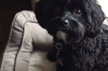 Le choix du chiot est dans !! #StanleyCup #MyPlayoffsMoment (@kaboncreations) ...