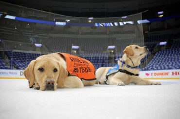 Juste quelques bons chiots. #Coupe Stanley
: @nhlonnbcsports
: @sportsnet ...