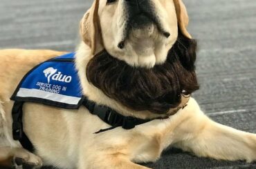 Les barbes des séries éliminatoires ne sont pas réservées aux joueurs! #StanleyCup (@stlbluespup) ...