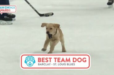 Oui, tous les candidats du Best Team Dog sont de bons garçons! Non, il ne peut y avoir plus de ...