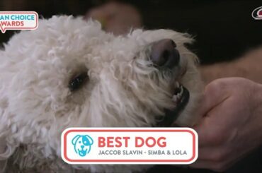  Goldendoodles Incoming Avec des noms @lionking tels que Simba et Lola, @tofofloofydoo ...