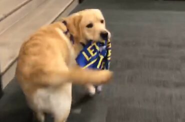 @stlbluespup prend un tour de victoire autour du bureau de @stlouisblues est précieux! ...