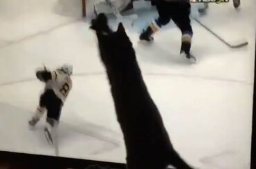 Purrfection de suivi de rondelle #StanleyCup #MyPlayoffsMoment (TW / ngeloguy) ...