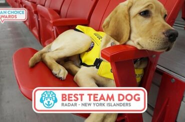 Le laboratoire jaune @ny_islanders, Radar, est-il le meilleur chien d’équipe de la ligue? VOTEZ ...