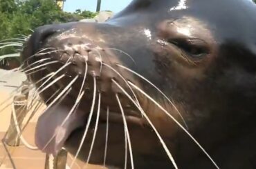 Le choix de Rob pour le quatrième match est arrivé! #StanleyCup #MyPlayoffsMoment (TW / KMOV) ...