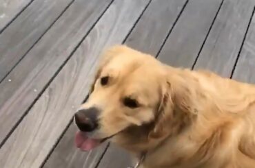 Présentation du Golden Retriever de @ noelacciari, @_thor_dogofthunder! #StanleyCup C ...