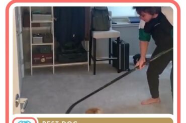 Major pupdate! Le doggo de @ artemiypanarin, @mr_riziy, est votre meilleur chien 2019 dans le ...