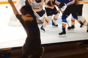 "Tout droit sorti de la litière pour faire ce jeu, tout simplement incroyable." #Coupe Stanley #...