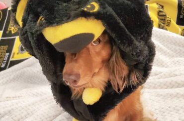 Big Bear Girl #StanleyCup #MyPlayoffsMoment (@princessp_thedachshund) ...