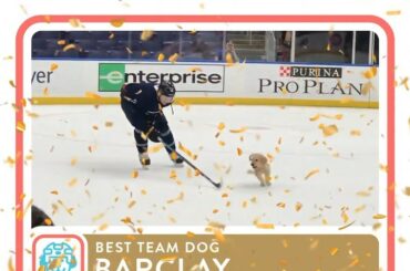 STANLEY PUP @stlbluespup est le meilleur chien d’équipe de la ligue! VOIR LES GAGNANTS EN BI ...
