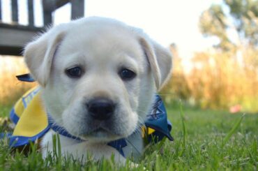 Nous interrompons notre couverture #NHLDraft pour présenter @sharkspup, le plus récent membre o ...