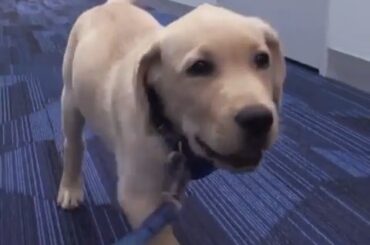 #NHLFanChoice La compétition pour le meilleur chien d'équipe obtient un dérouteur. Bienvenue dans la ligue, @bol ...