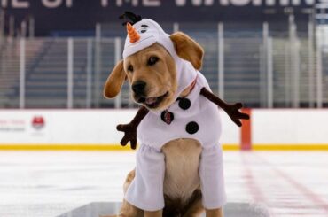 C'est officiel. @capspup a gagné #HockeyHalloween! ...