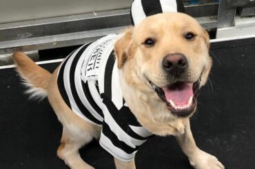 Vous êtes le bienvenu pour ce contenu. Les chiens d'équipe en costume sont tout ce que nous avons pu ...
