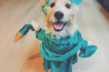 #HockeyHalloween n'est pas complet sans les meilleurs amis des joueurs. ...