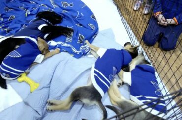 Sans aucun doute, la partie la plus mignonne du week-end #NHLAllStar était la foire aux fans de tous les jours de b ...