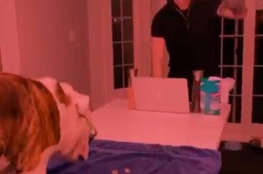 C'est Dog DJ @ mattluff25 pour vous. (: TikTok / louffer64) #HockeyAtHome ...