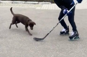 #HockeyAtHome Pupdate: les mains de Mitch Marner sont toujours irréelles. (@ marner_93) ...