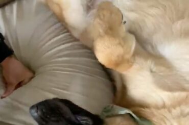 Rencontrez les charmants chiots de Roman Josi (@ rjosi90), Bella et Kingsley!

Découvrez les questions et réponses d'aujourd'hui