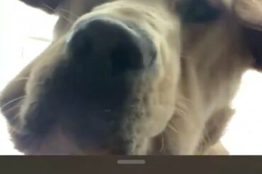 C'est ce qui se passe lorsque vous appelez votre meilleur ami, @aleksandrovechkinofficial. (...