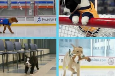 CUTE PUPS ALERT 

Plenty of adorable doggos that are looking for your vote for ...