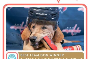 Oh capitaine (@capspup), notre capitaine. Vous êtes le gagnant de #NHLFanChoice pour le meilleur te ...