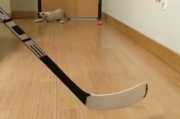 Mitaines chaton. #MyPlayoffsMoment

(@ chloe.kittencat) ...