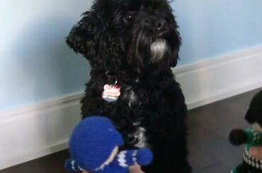 LE CHIOT A PARLÉ #MyPlayoffsMoment

La finale #StanleyCup débute samedi à ...