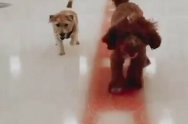 M. Riziy + Simba = @nyrangers Top Pawspects (@mr_riziy) ...