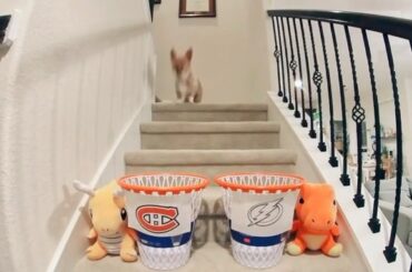 LE CORGI A PARLÉ #StanleyCup @canadiensmtl contre @tblightning à 8 HE sur @n...