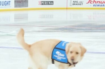 @stlbluespup est le dogfender ultime, il suffit de demander à @amandakessel28.  ( @bauerhock...