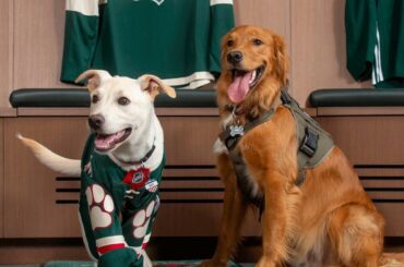 Présentation de Celly, le nouveau @mnwildpup pour la saison à venir !  Hobey (droite) gr...