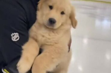 Drake Puporov fera des cercles autour de vous.  (TikTok/drakethepupstar)...