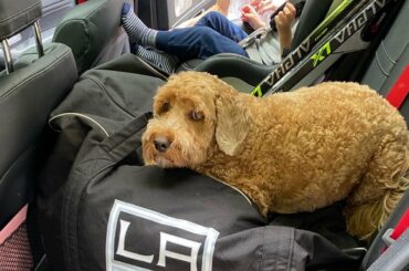 NE LAISSEZ PAS LE PUP DERRIÈRE, PHIL.  (: @phildanault21)...