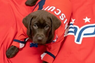 Rencontrez Biscuit, le nouveau @capspup !  ( @majuscules)...