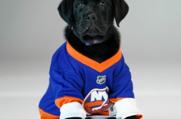 Alerte aux chiots de la nouvelle équipe ( @nyislespup, @ny_islanders)...